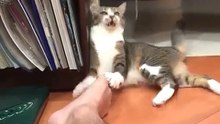 Cat Dirty Socks Shock - Funny ! - Кот в Шоке от Грязных Носков