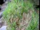 Miniature DailyMotion