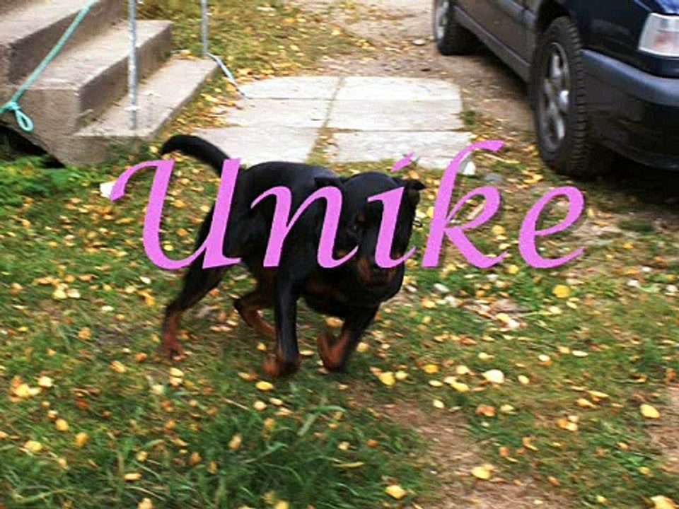 Sheba my rottweiler