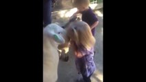 Goat Head-Butts Little Girl
