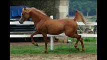 Armani, arabian stallion by Ajman Moniscione & Nika II by Koronec, étalon pur sang arabe.