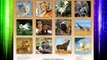 The Spirit of the Wild National Wildlife Federation 2015 Wall Calendar FREE DOWNLOAD BOOK