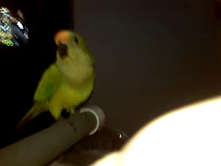 Bird talking (peach front conure)