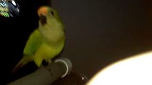 Bird talking (peach front conure)