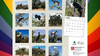 Goats in Trees 2015 Square 12x12 (Multilingual Edition) Download Books Free