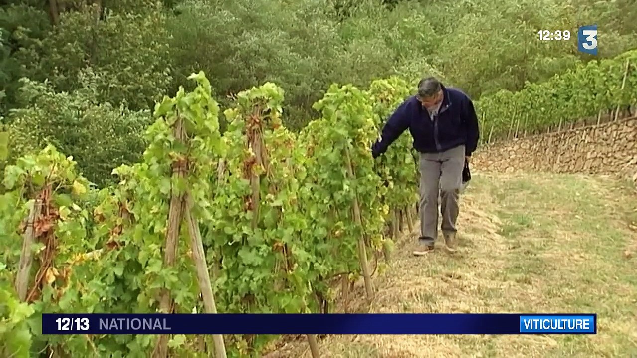 Loire : 850 pieds de vigne volés