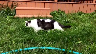 Cat finds surprises in backyard- FuzZy WuzZy part 2