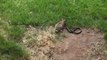 Fight between Rabbit and Snake when snake Attack on Rabbit's Children