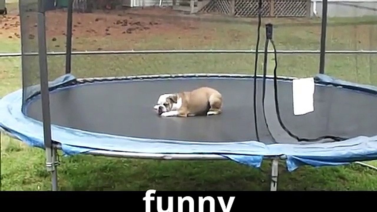 Funny Animals Video ( Must Watch It )