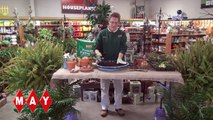 Earl May Garden Center Houseplant Care Tips Video Dailymotion