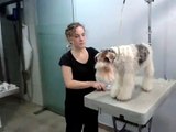 Video corte de pelo a Fox Terrier de pelo duro tricolor, peluquería canina Adizki en Irún