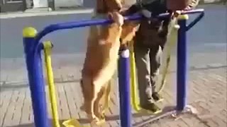人狗遊戲-funny dog