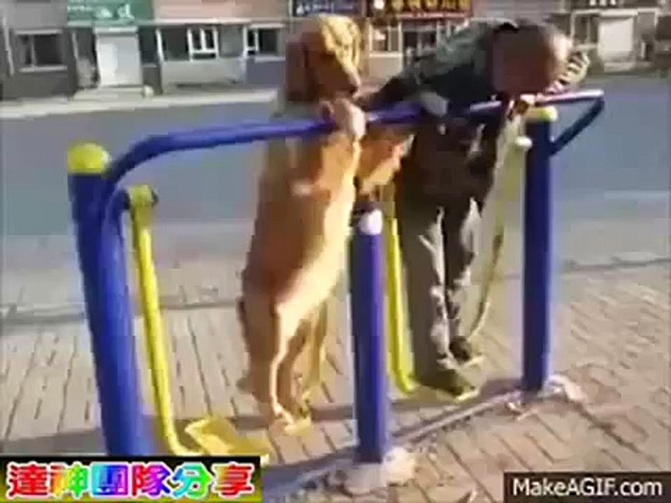 人狗遊戲-funny dog