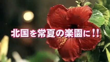 フラガール　予告　