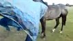 Groundwork/Training with my young Appaloosa Horse Peppy