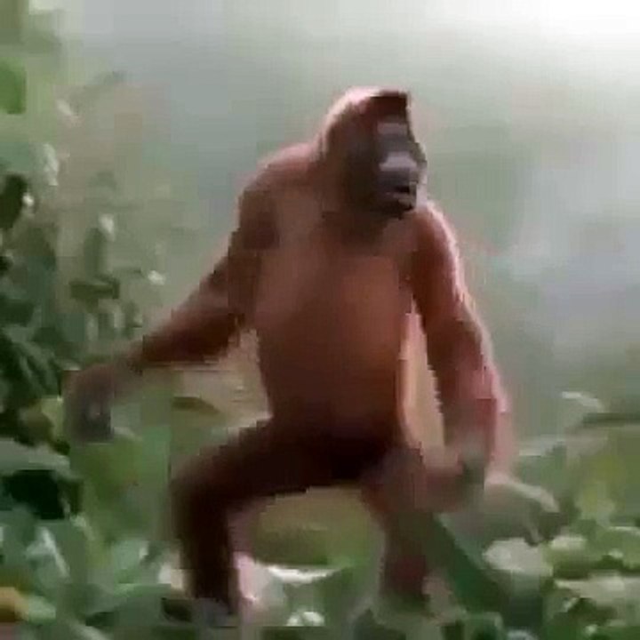 Best ever dancing monkey