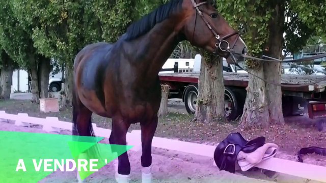 Jument 4 ans KWPN par Bojengel à vendre