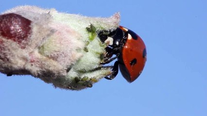 Uğur böceği (Ladybird)