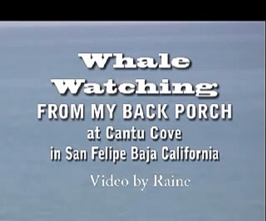 Whale Watching in San Felipe