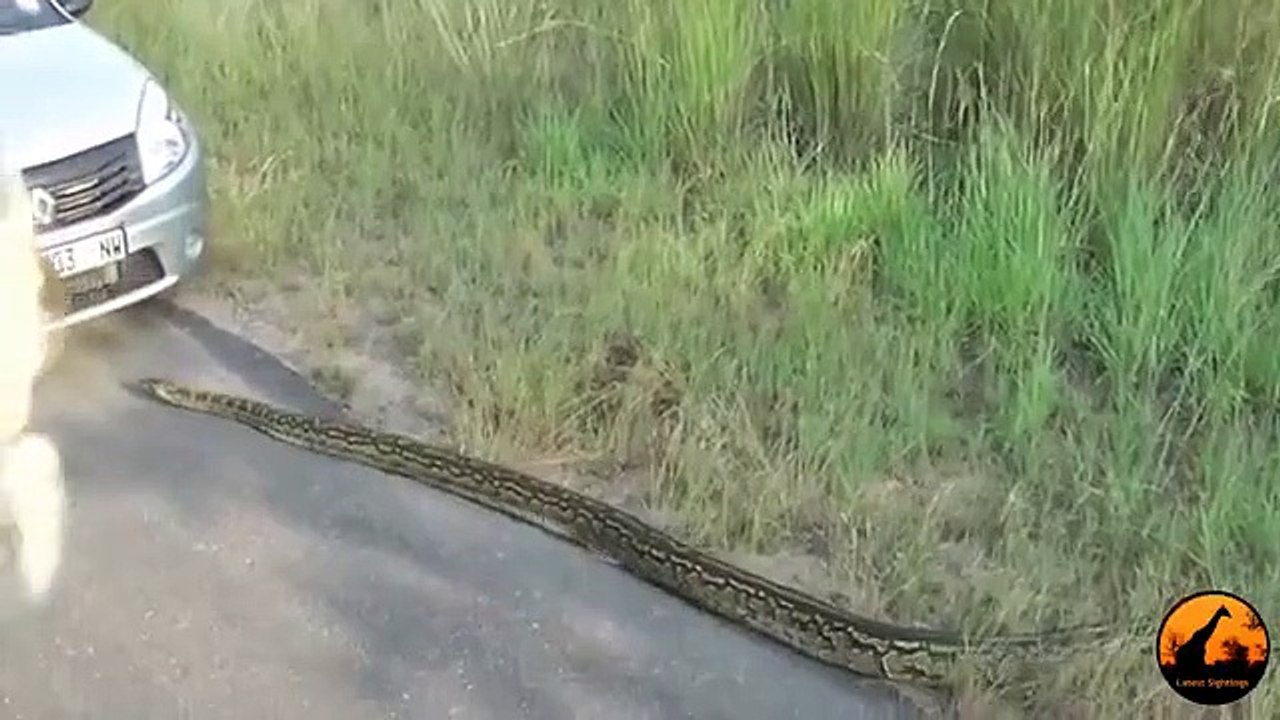 Huge Python Relaxing in Cars Bonnet Surprised the Lady. -