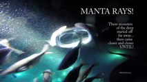 Crazy family snorkel with giant manta rays