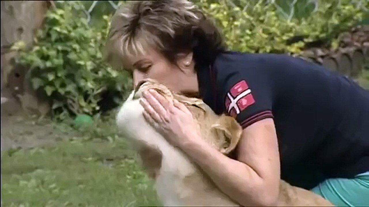 Keeping A Lion As A Pet- Lion Attacks A House Guest