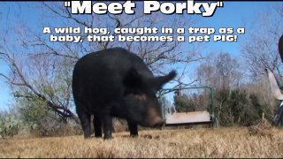 Porky, Wild Hog, 
