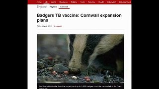 Badgers Vaccinated in Cornwall - Professor Rosie Woodroffe (2015)