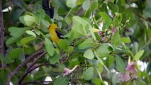 Spot-breasted Oriole Babies