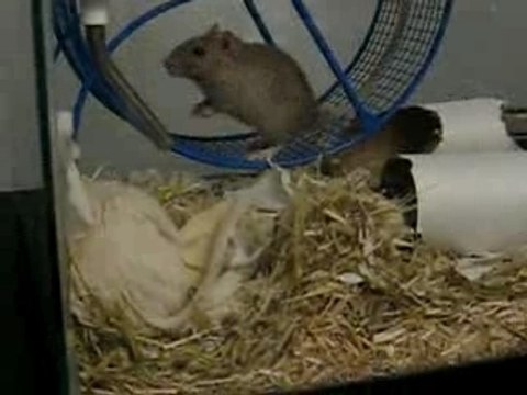 Gerbilles mâles et femelles 1.1