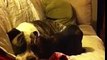 Bangle cat loves Olde English bulldog