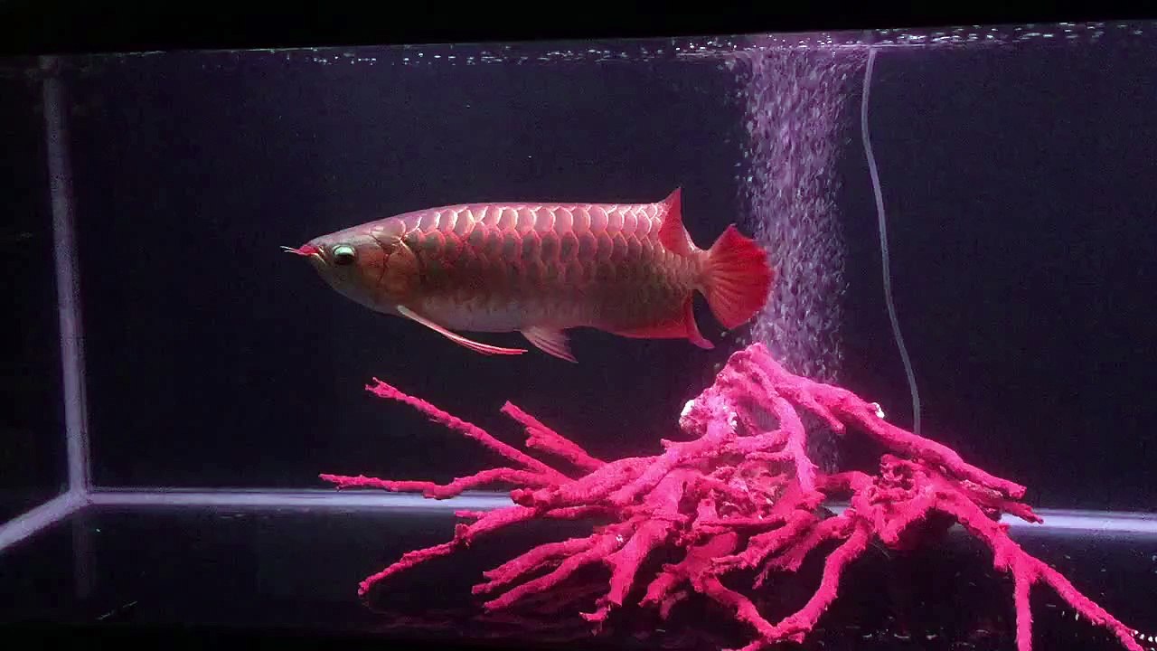 Yuki Arowana Vietnam