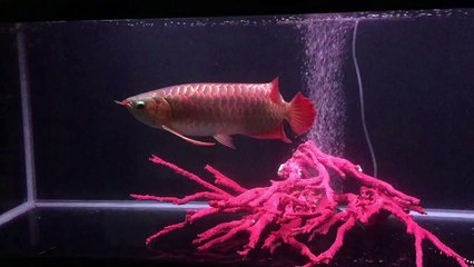 Yuki Arowana Vietnam