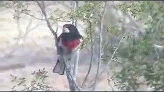 Rose-breasted Grosbeak (male) - What's It Doing Here?