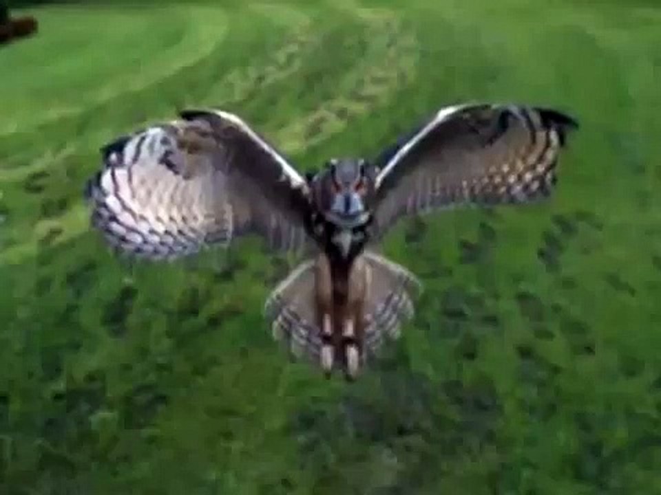 Happy Birthday, Owl Style!