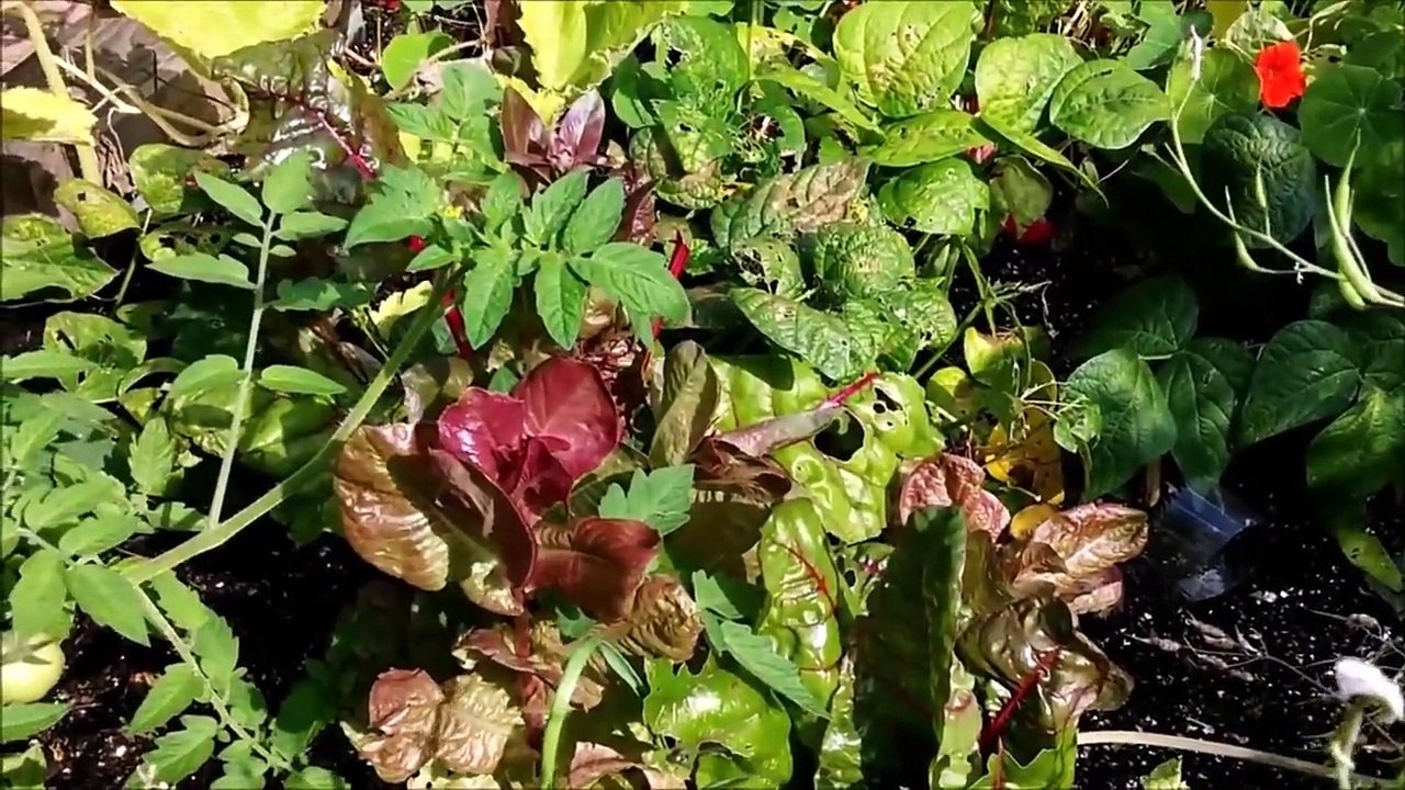 Urban vegetable garden: my back yard allotment! (Utrecht City, The Netherlands)
