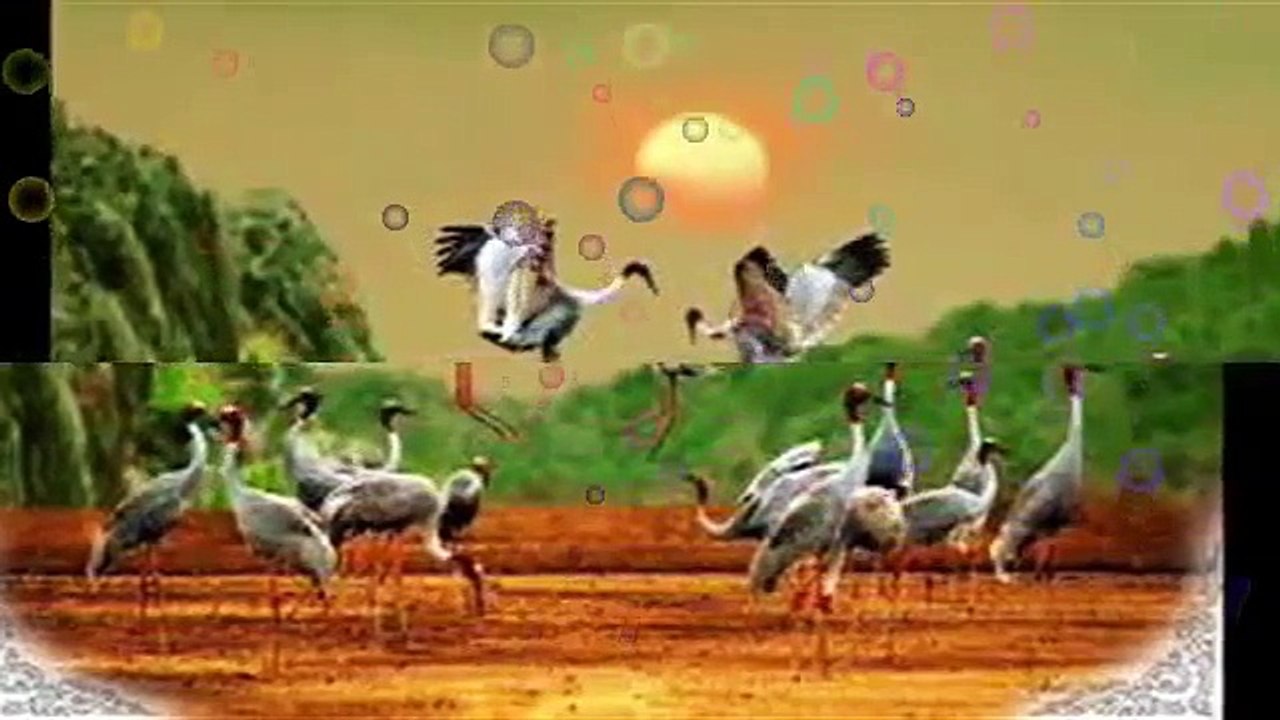 សុីនសុីសាមុត សម្រែកសត្វក្រៀល-Collecention Sinn Sisamouth-Combodia Sinn Sisamouth  Collecention