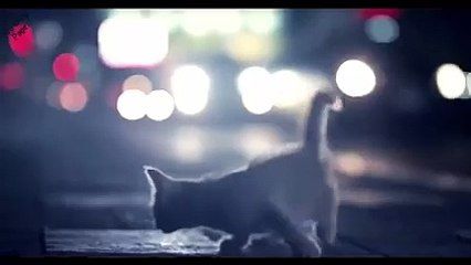 yavru kedinin bir gününden kısa filim