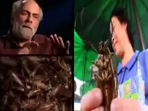 EXTREME ENTERTAINERS TABOO Discovery History Entertainment documentary