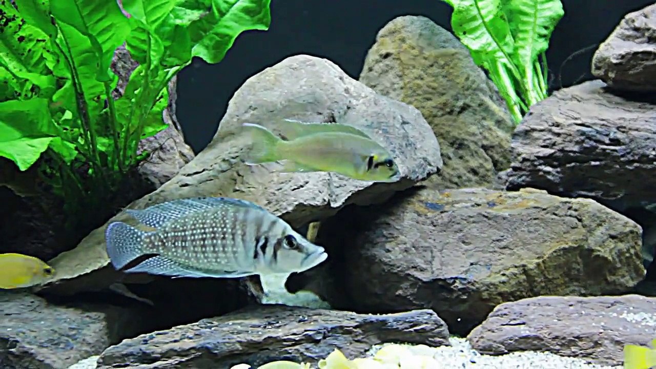 Lake Tanganyika Amazing 1000 litre tank & fish new set up