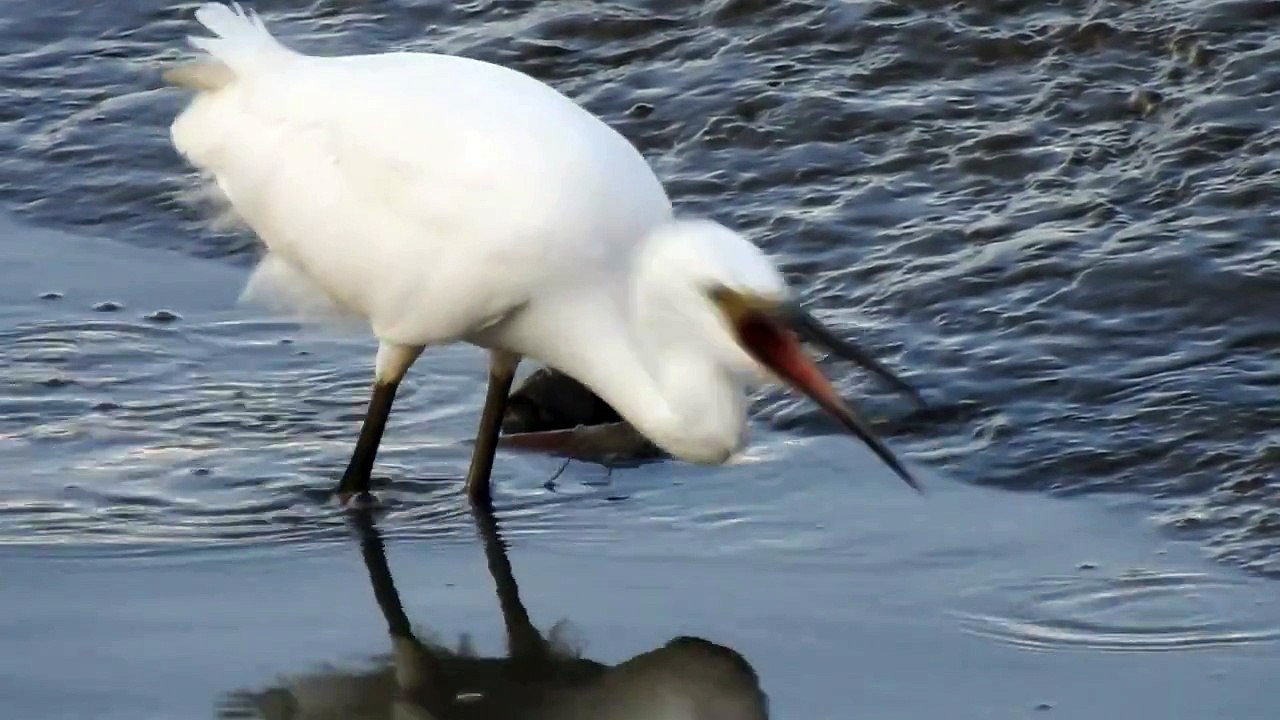 Nikon-P900-小白鷺覓食試拍