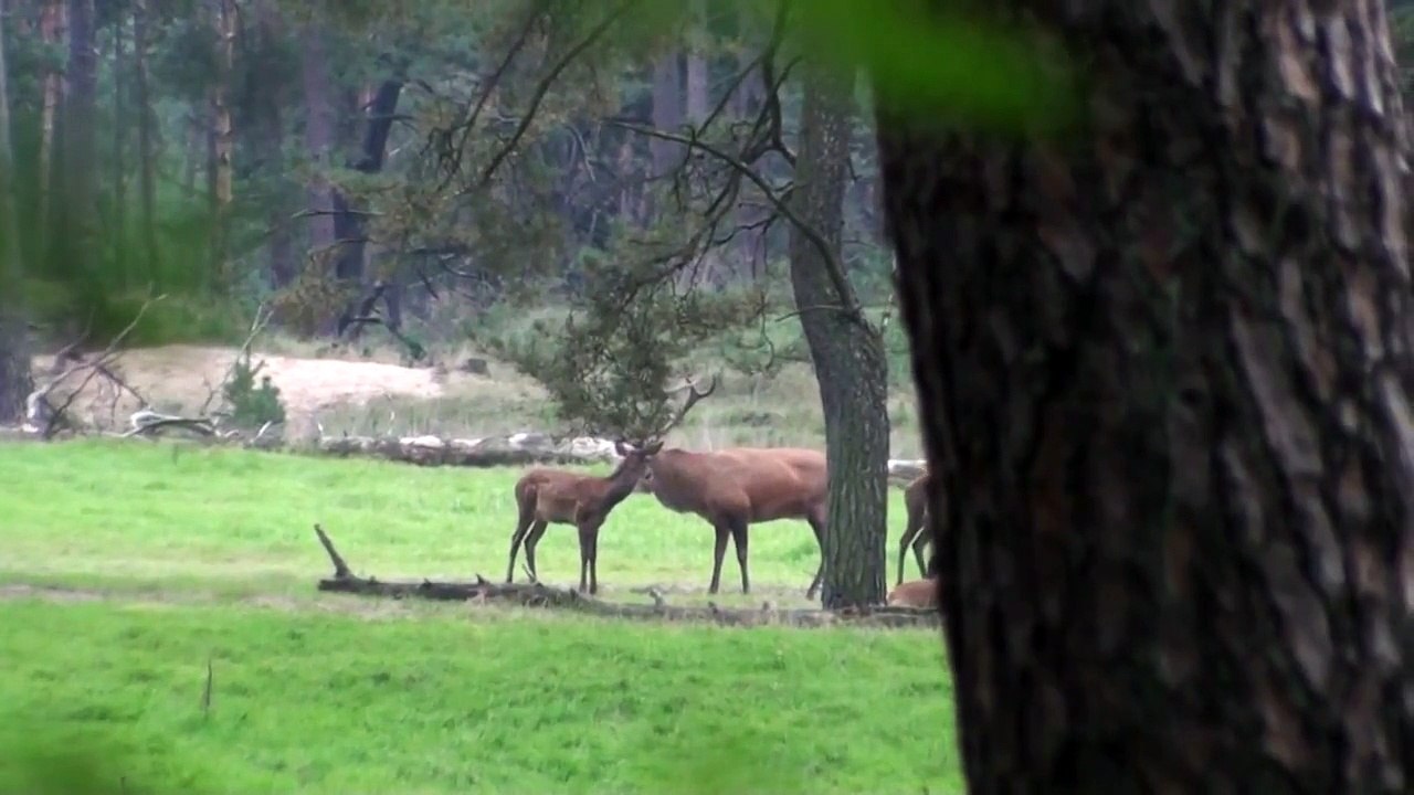 burlende herten en moeflons.