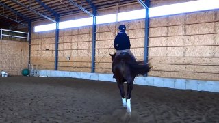 -VENDU- Bruno:Superbe cheval Warmblood Belge de Dressage de 10 ans (en selle)