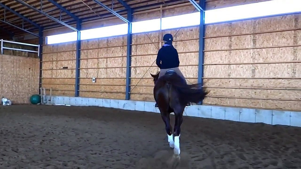 -VENDU- Bruno:Superbe cheval Warmblood Belge de...