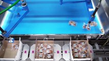 TLM packaging line for croissants and Danish pastry