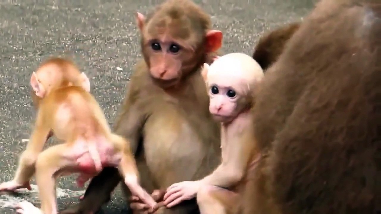 Funny animal hihihi