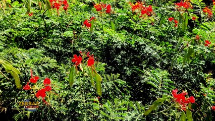 Zerbaz Péï - Petit flamboyant nain - Les plantes de la Réunion.