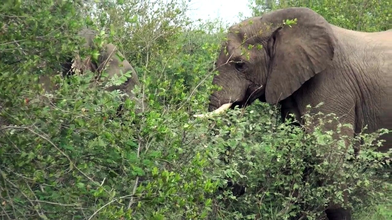 Elephant bulls at play