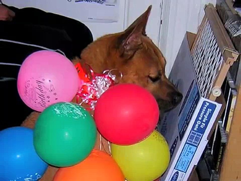 A Tribute to My Dog Chunkie, I know you're in heaven my little baby