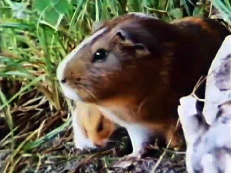 Tales Of The Riverbank - First Past The Post